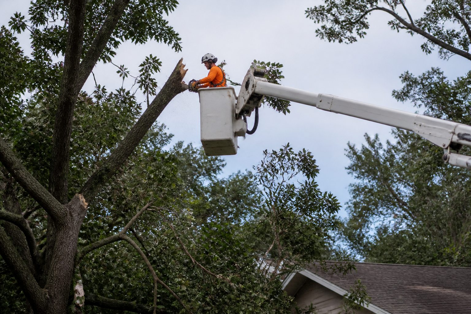Professional tree service crew using a bucket truck to perform safe hazardous tree removal.
